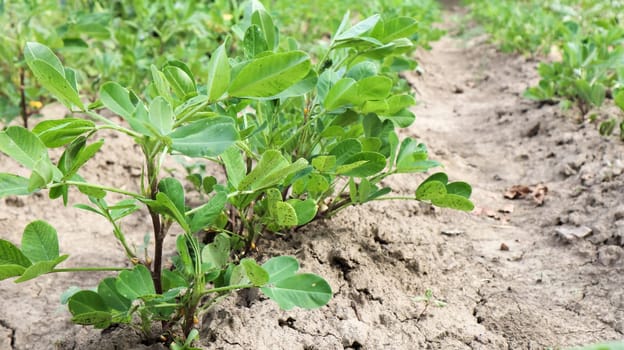 Growing organic peanuts, outdoor peanut bushes grow in the ground in the vegetable garden. Peanut tree in agricultural plantations.