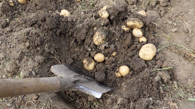 Harvesting from the soil on the plantation of early young potatoes. Fresh organic potatoes are dug out of the ground with a shovel in a farm garden