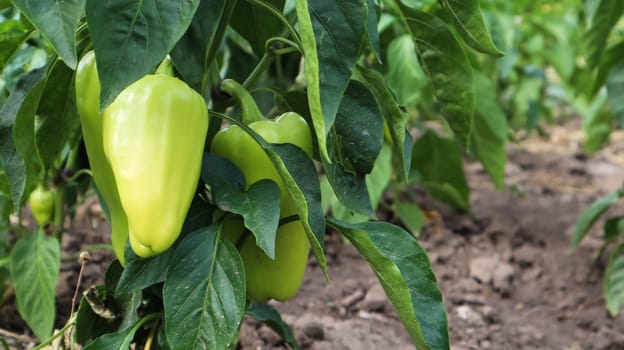 Green peppers grow in the garden. Growing bell pepper or capsicum. Unripe peppers in the garden