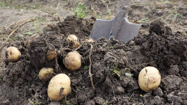 Harvesting from the soil on the plantation of early young potatoes. Fresh organic potatoes are dug out of the ground with a shovel in a farm garden