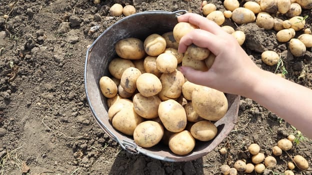 Bucket of new crop of potatoes in the garden top view. Young early potatoes are collected by female hands in buckets in the garden, village rural life