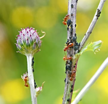 Ants and aphids in symbiosis