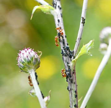 Ants and aphids in symbiosis