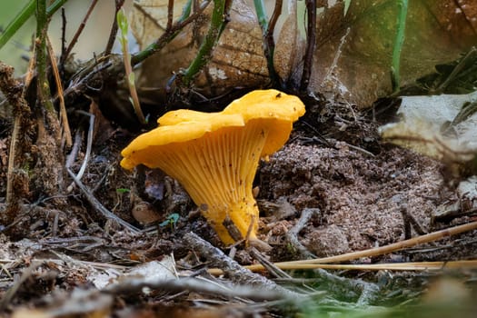 Detail shot of a yellow chanterelle mushroom between pine needles on the forest floor