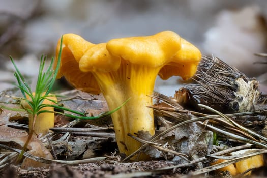 Detail shot of a yellow chanterelle mushroom between pine needles on the forest floor