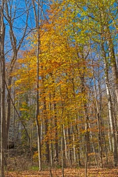 Fall Colors in the Understory of Remote Forest in the Bell Smith Springs Scenic Area in Illinois