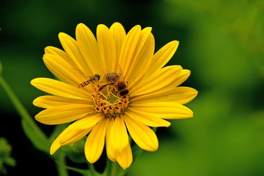 bee and hoverfly on compass flower