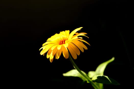 Calendula, medicinal plant with flower