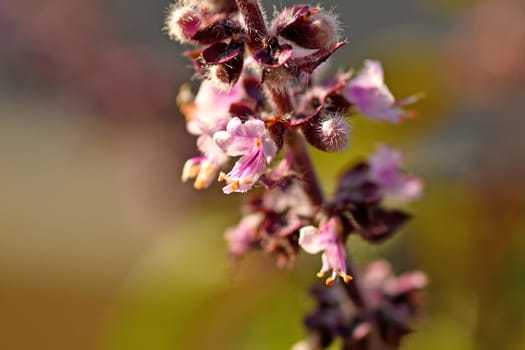 common hedgenettle, medicinal plant with flower