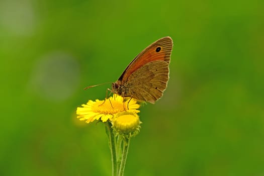Meadow brown, butterfly on a yellow flower