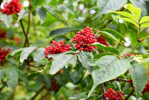 ripe fruits of the Sambucus racemosa