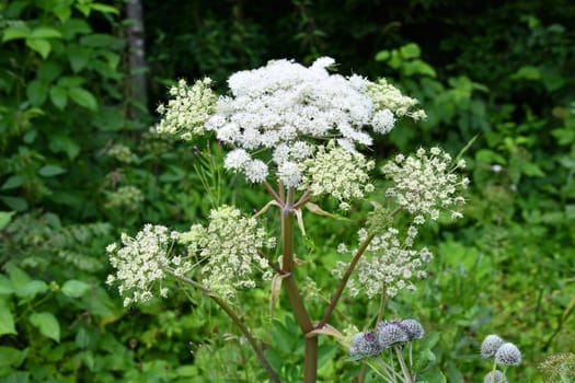 blooming angelica sylvestris in summer