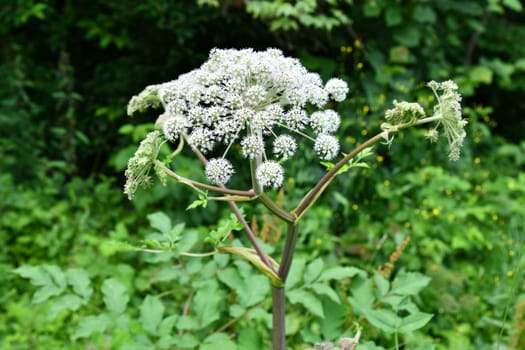 blooming angelica sylvestris in summer