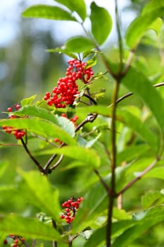 ripe fruits of the Sambucus racemosa