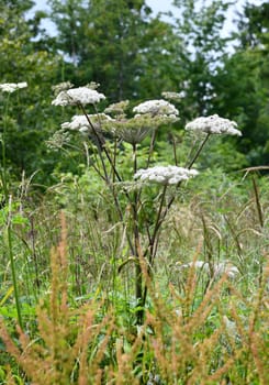 blooming angelica sylvestris in summer
