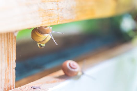 Snail crawling in the own garden after rain, close up