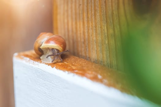 Snail crawling in the own garden after rain, close up