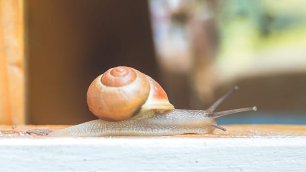 Snail crawling in the own garden after rain, close up