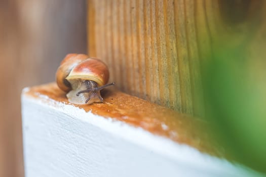 Snail crawling in the own garden after rain, close up