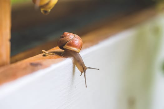 Snail crawling in the own garden after rain, close up