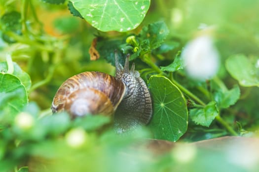 Snail crawling in the own garden after rain, close up