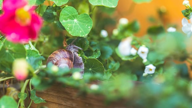Snail crawling in the own garden after rain, close up