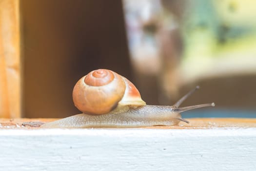 Snail crawling in the own garden after rain, close up