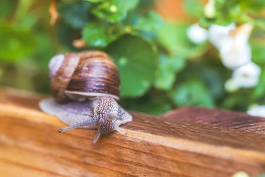 Snail crawling in the own garden after rain, close up