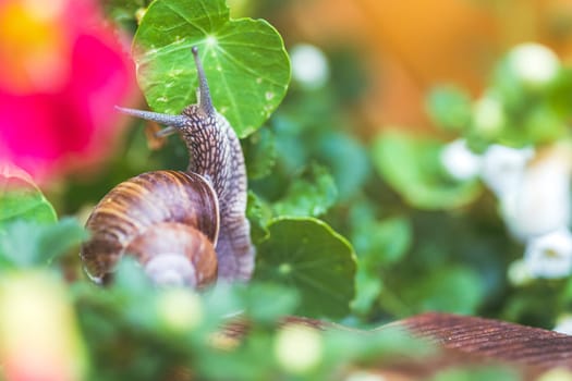 Snail crawling in the own garden after rain, close up