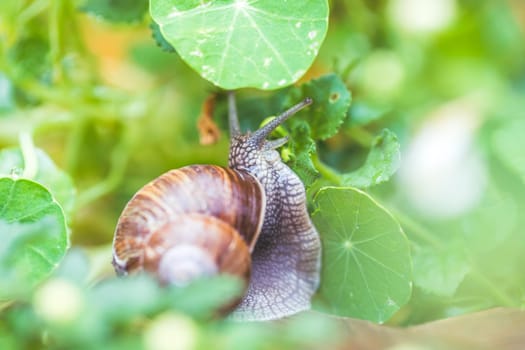 Snail crawling in the own garden after rain, close up