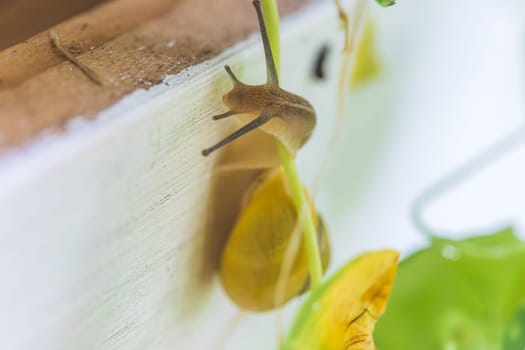Snail crawling in the own garden after rain, close up