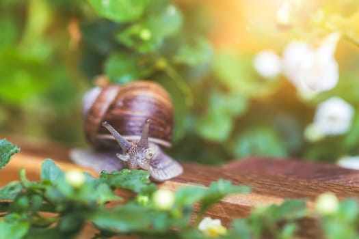 Snail crawling in the own garden after rain, close up