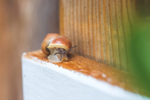 Snail crawling in the own garden after rain, close up