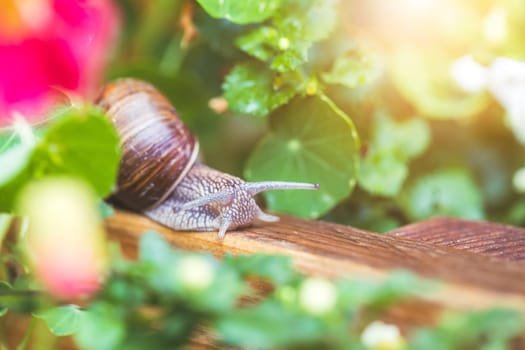 Snail crawling in the own garden after rain, close up
