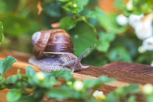 Snail crawling in the own garden after rain, close up