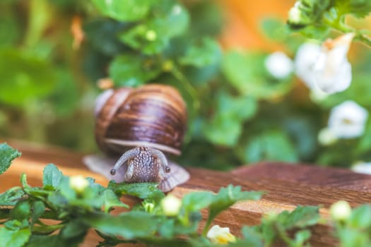 Snail crawling in the own garden after rain, close up