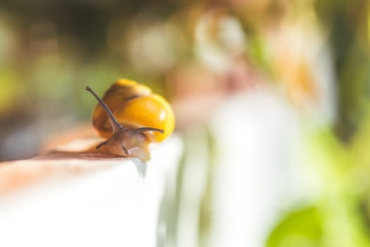 Snail crawling in the own garden after rain, close up
