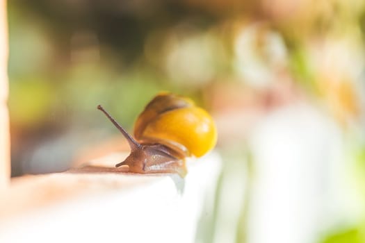 Snail crawling in the own garden after rain, close up