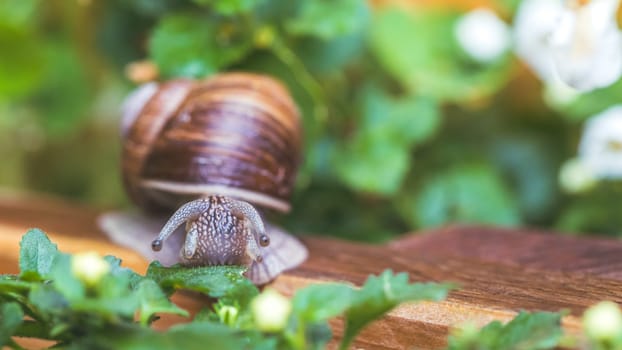 Snail crawling in the own garden after rain, close up