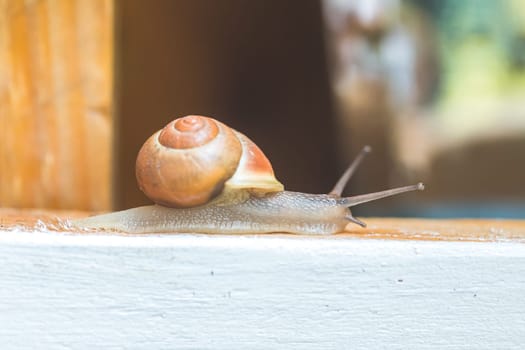 Snail crawling in the own garden after rain, close up