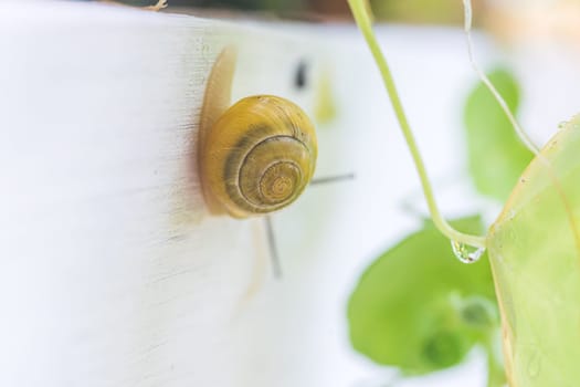 Snail crawling in the own garden after rain, close up