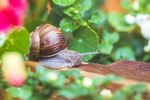 Snail crawling in the own garden after rain, close up