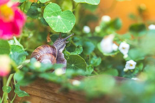Snail crawling in the own garden after rain, close up