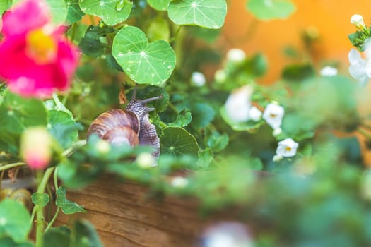 Snail crawling in the own garden after rain, close up