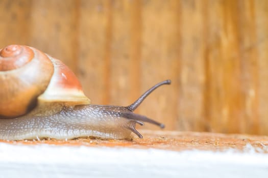 Snail crawling in the own garden after rain, close up