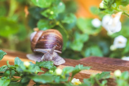 Snail crawling in the own garden after rain, close up