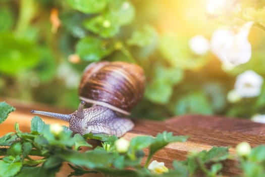 Snail crawling in the own garden after rain, close up