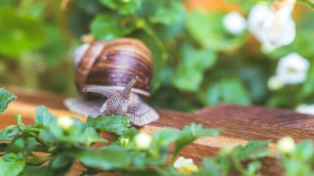 Snail crawling in the own garden after rain, close up