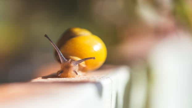 Snail crawling in the own garden after rain, close up