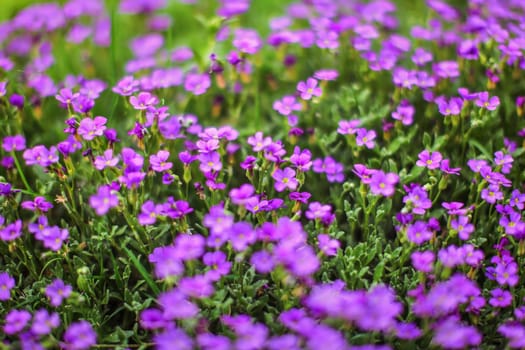 Shallow depth of field photo (only couple of petals in focus) of purple flowers - and green stalks. Abstract spring background.
